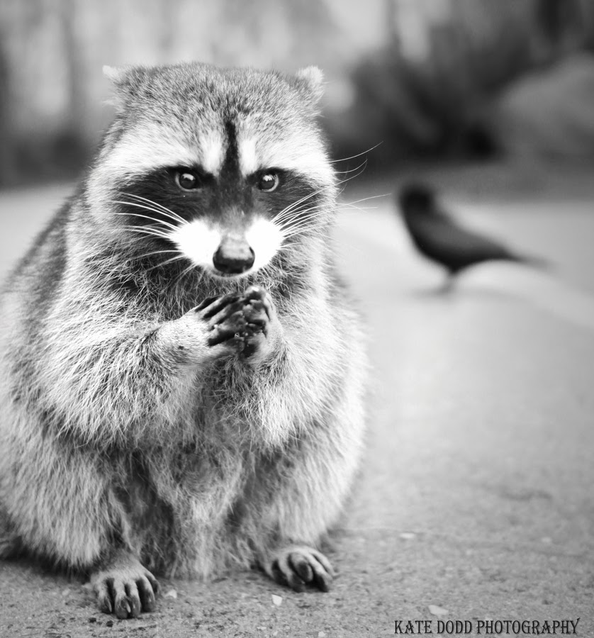 What does connive at mean, CONNIVE Definition & Meaning